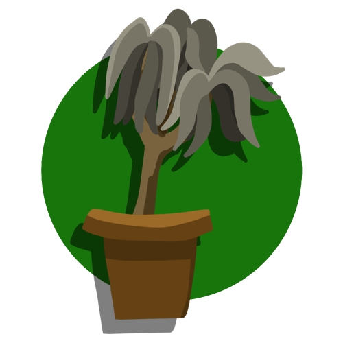 Stucco Yucca